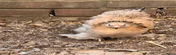 Chickens poultry for sale: Pekin bantams  - Advert 4