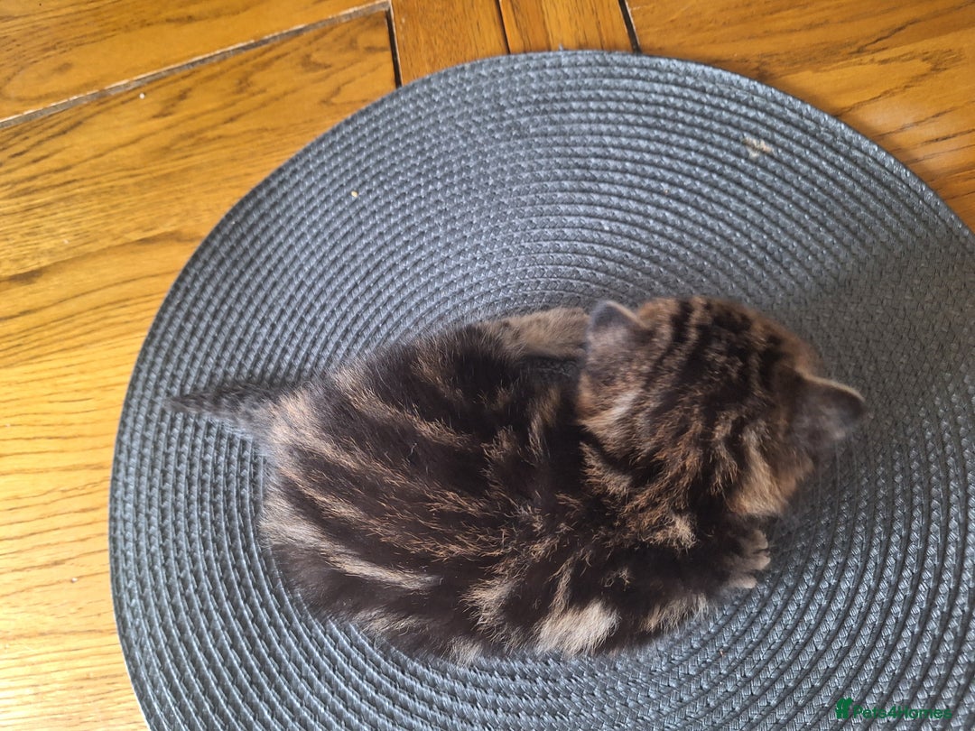 Mixed Breed cats for sale: 🐾 Adorable Kittens Looking for Loving Homes! 🐾 - Image 5