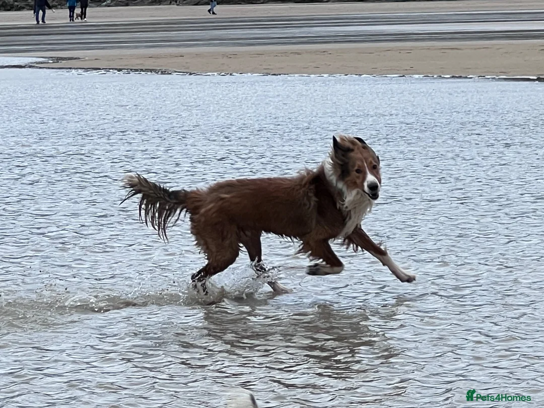 Mixed Breed dogs for sale: Stunning, loving Lassie/Border collie - Advert 2