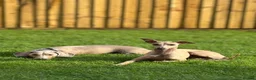 Italian Greyhound dogs for sale: 1 year old Italian greyhound  in Brackley - Advert 3