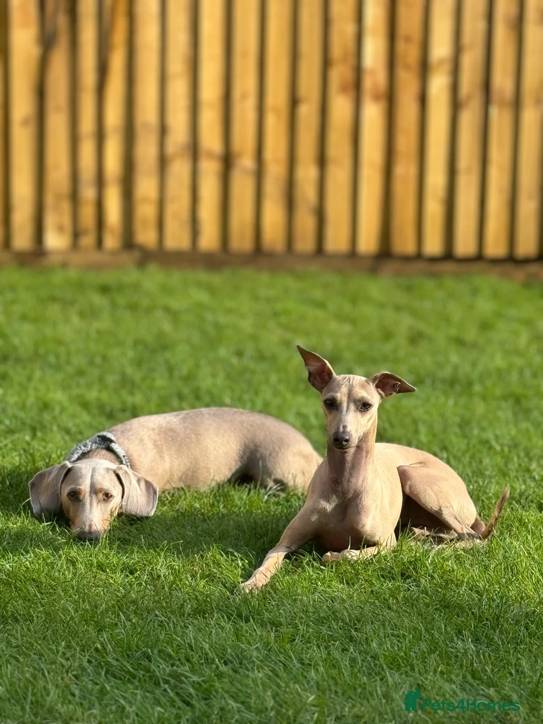Italian Greyhound dogs for sale: 1 year old Italian greyhound  in Brackley - Advert 3