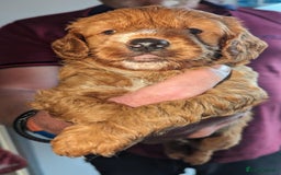Cavapoo dogs for sale: Cavapoo Puppies for Sale F1B £950 - Image 11