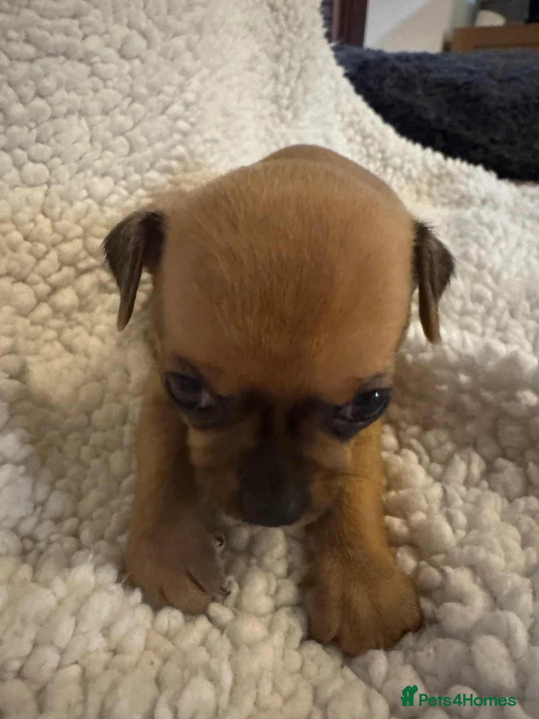 Chihuahua dogs for sale: 1 girl 1 boy  - Advert 4