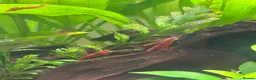 Shrimps fish for sale: Red Cherry Shrimp for sale in Bristol - Advert 2