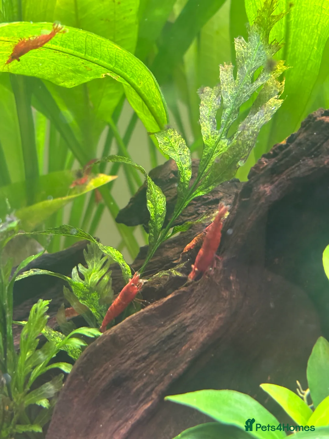 Shrimps fish for sale: Red Cherry Shrimp for sale in Bristol - Advert 2