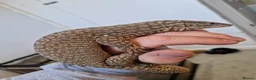 Monitor reptiles for sale: Aki monitor lizard & full set up  in Southampton - Advert 4