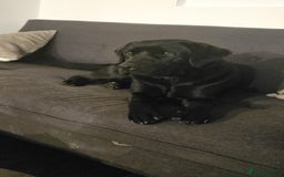 Labrador Retriever dogs for sale: Black Pure bred kg reg Labrador for sale  - Image 10