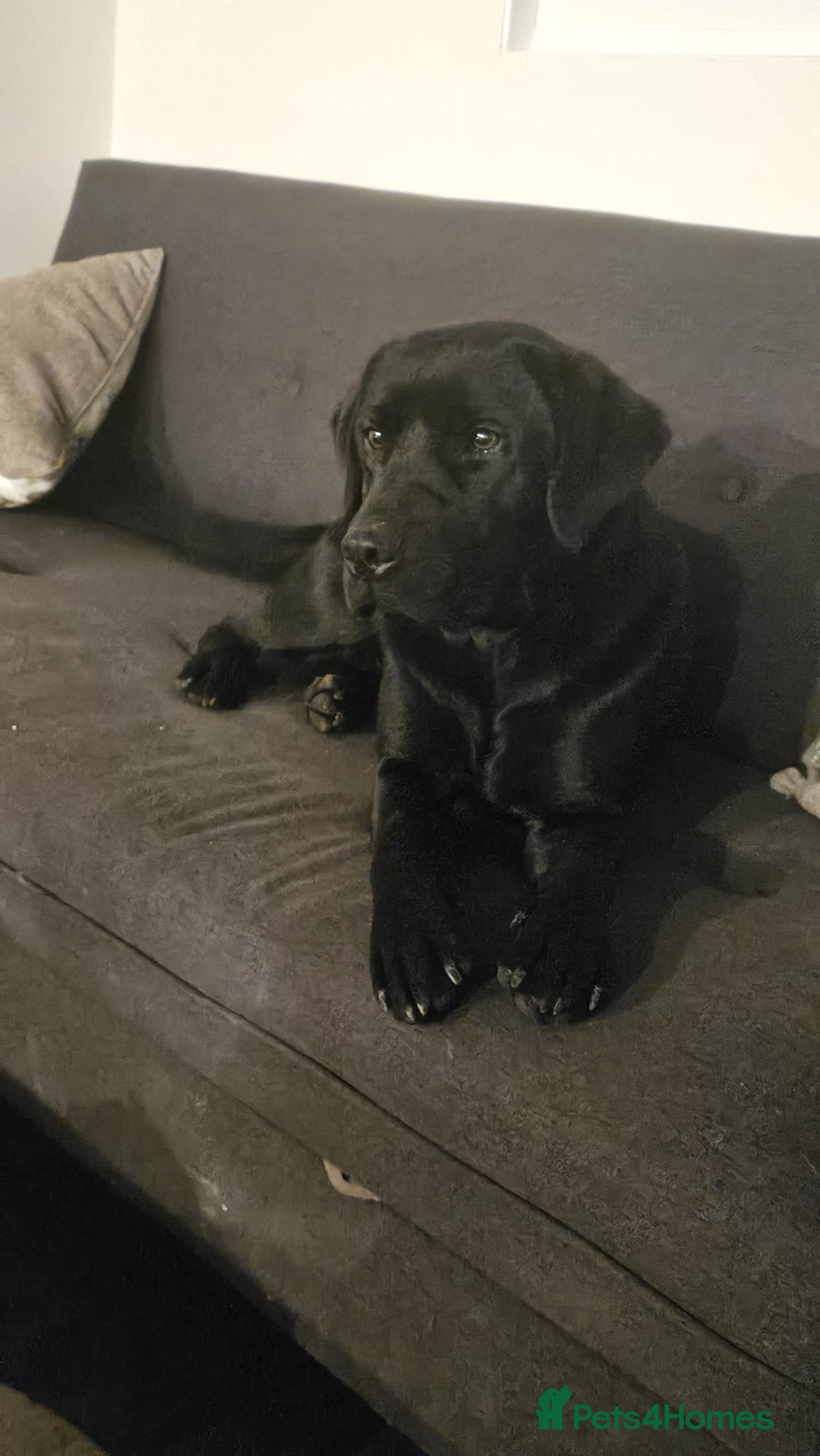 Labrador Retriever dogs for sale: Black Pure bred kg reg Labrador for sale  - Image 10