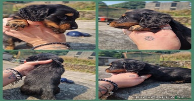 Miniature Dachshund dogs - Advert 14