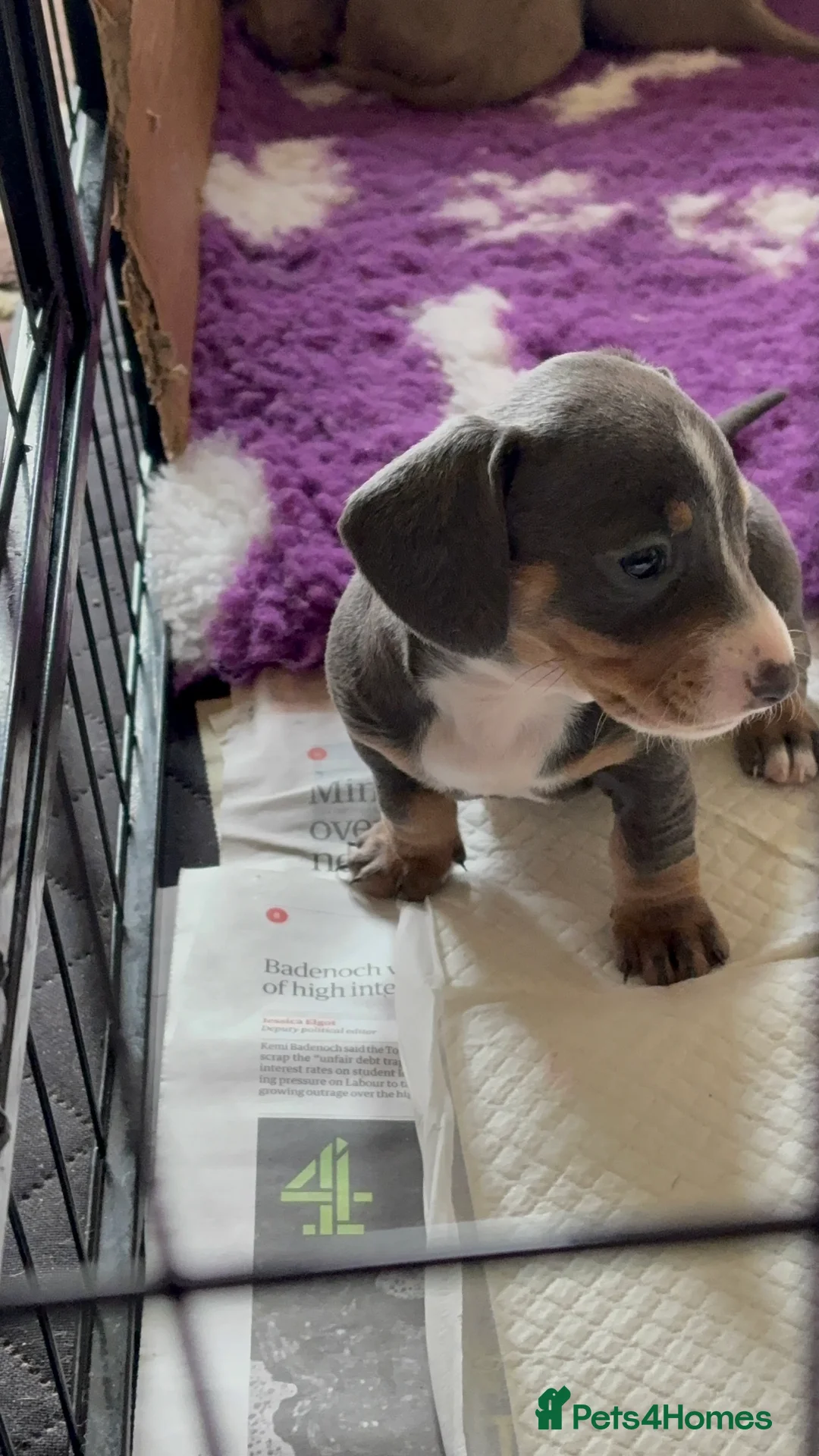 Miniature Dachshund dogs for sale: Beautiful Blue/Tan and Isabella Tan puppies. in Rushden - Advert 2