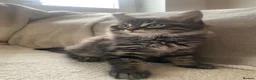 Maine Coon cats for sale: Stunning 9 week old male Maine Coon - Advert 8