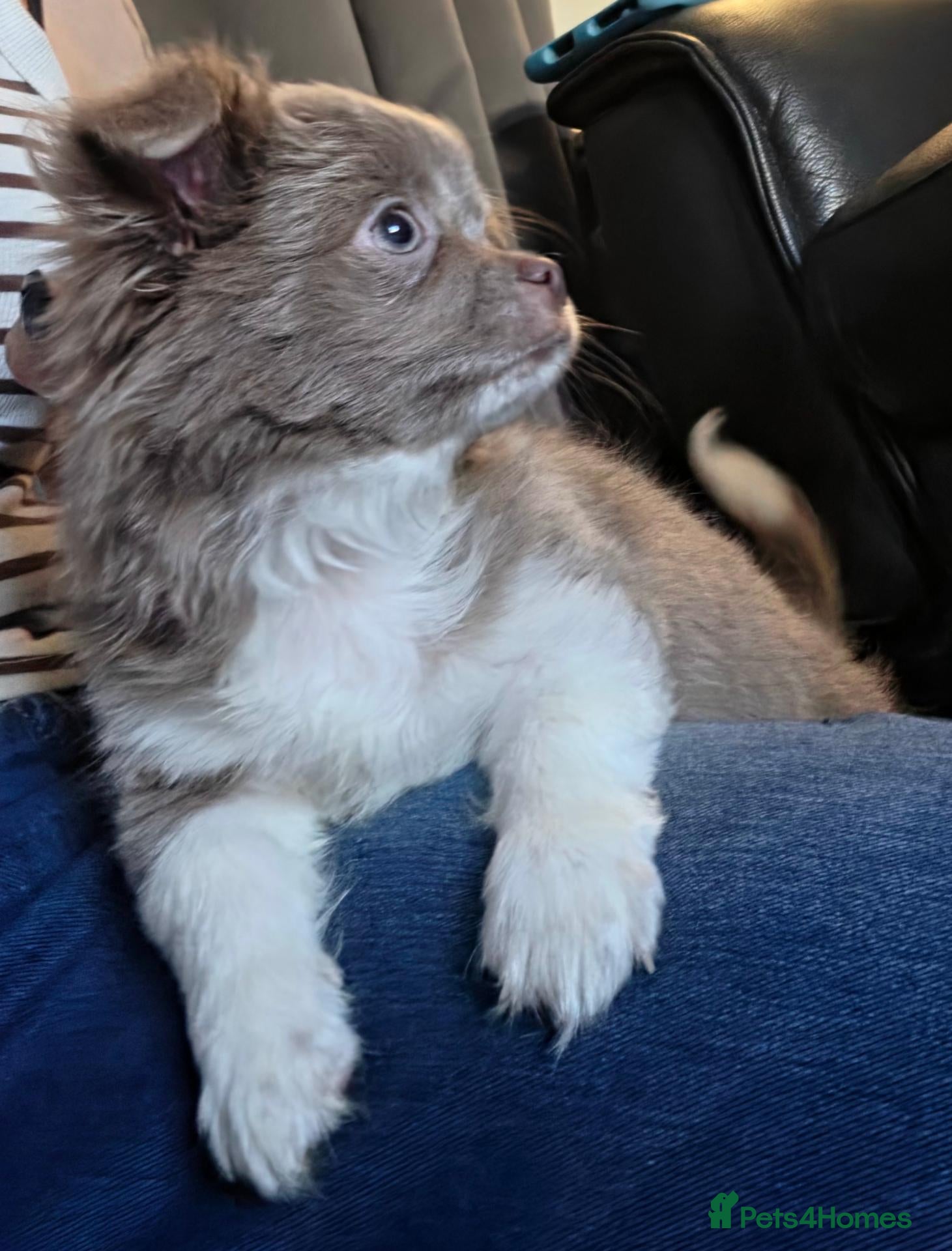 Chihuahua dogs for sale: Long coat chihuahua boy available - Advert 2