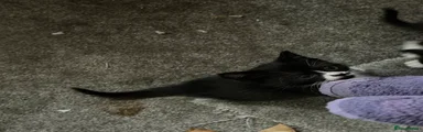 British Shorthair 5
