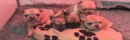 French Bulldog dogs for sale: French Bulldog KC Puppies - Advert 14