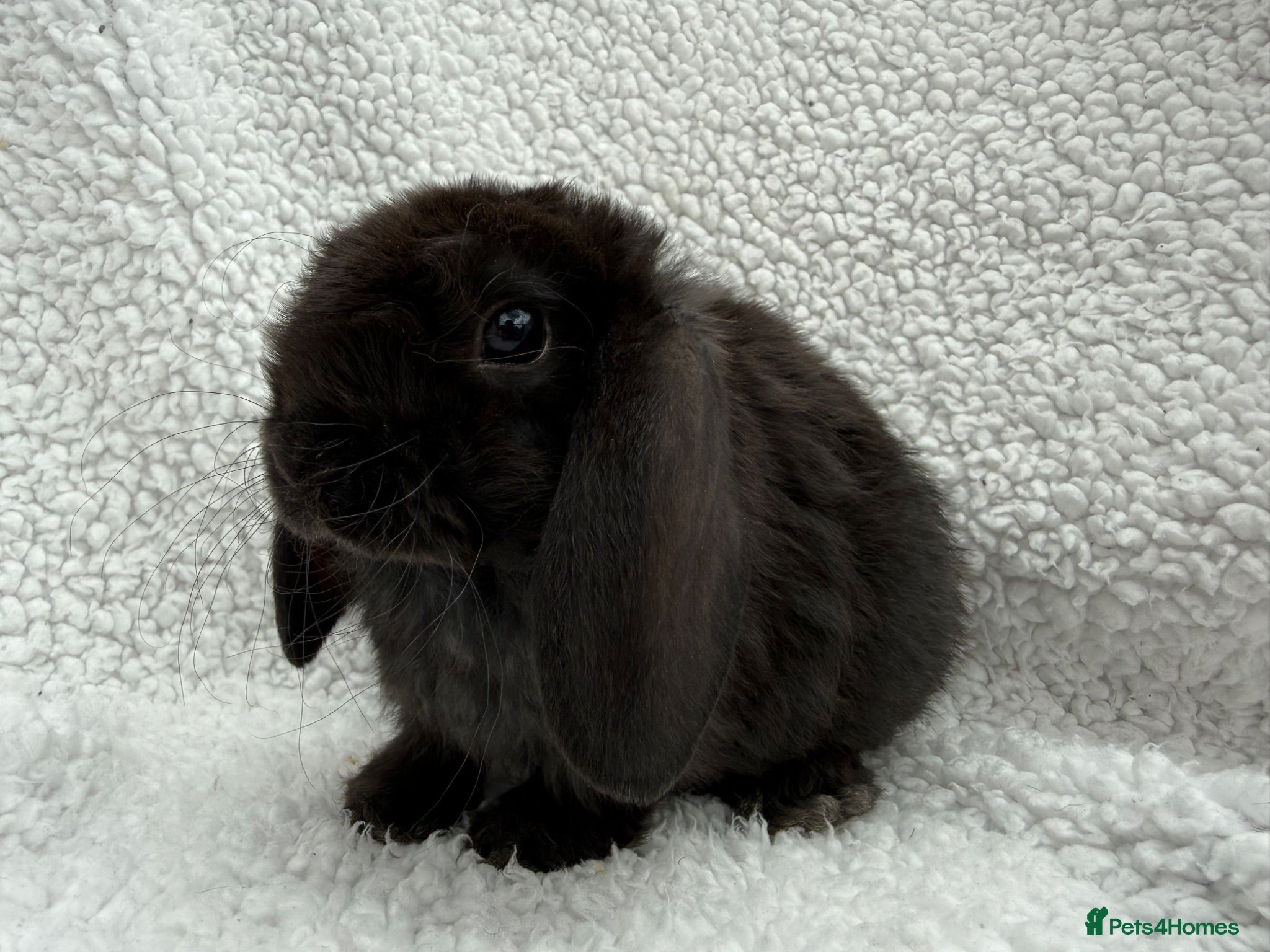 Mini Lop rabbits Last 2 plush lops available to reserve - Advert 15