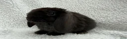 Mini Lop rabbits for sale: Last 2 plush lops available to reserve - Advert 1