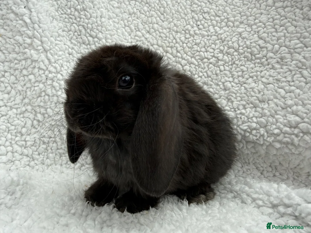 Mini Lop rabbits for sale: Last 2 plush lops available to reserve - Advert 1