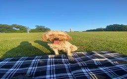 Cavapoo dogs for sale: Cavapoo - Image 2