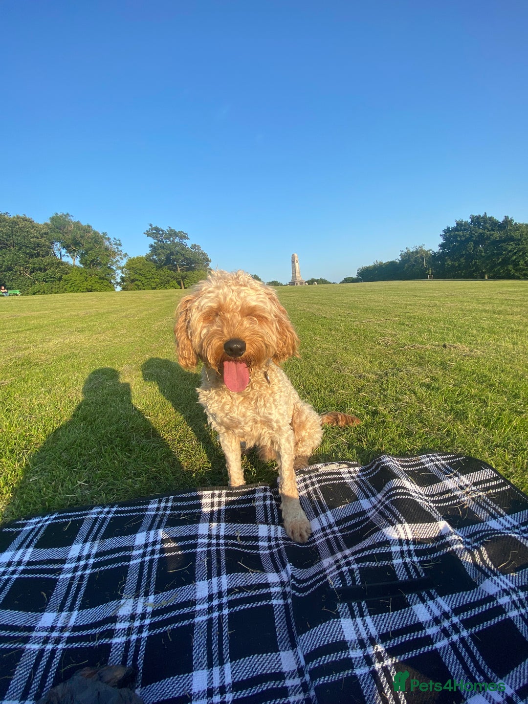 Cavapoo dogs for sale: Cavapoo - Image 2
