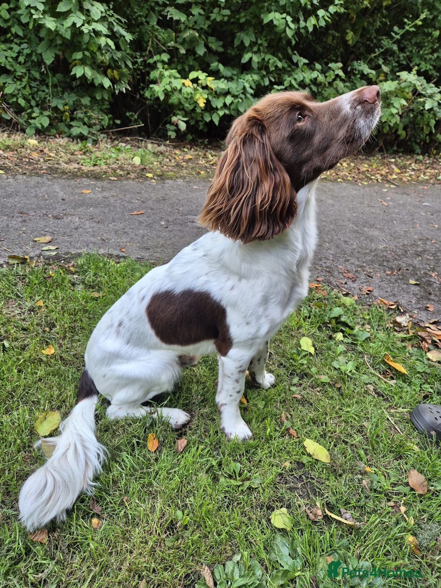 English Springer Spaniel dogs English Springer Spaniel for Stud - Advert 1