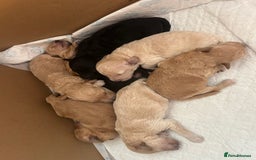 Poochon dogs for sale: Poochon puppies - Image 4