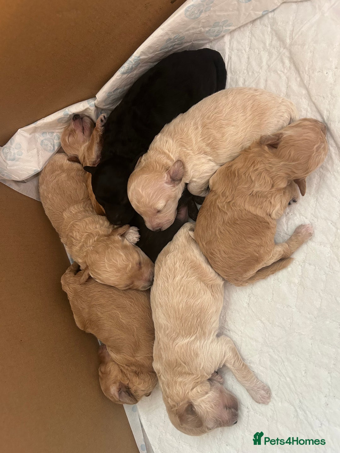 Poochon dogs for sale: Poochon puppies - Image 4