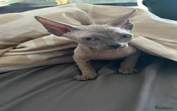 Sphynx cats for sale: Amazing boy. - Image 15