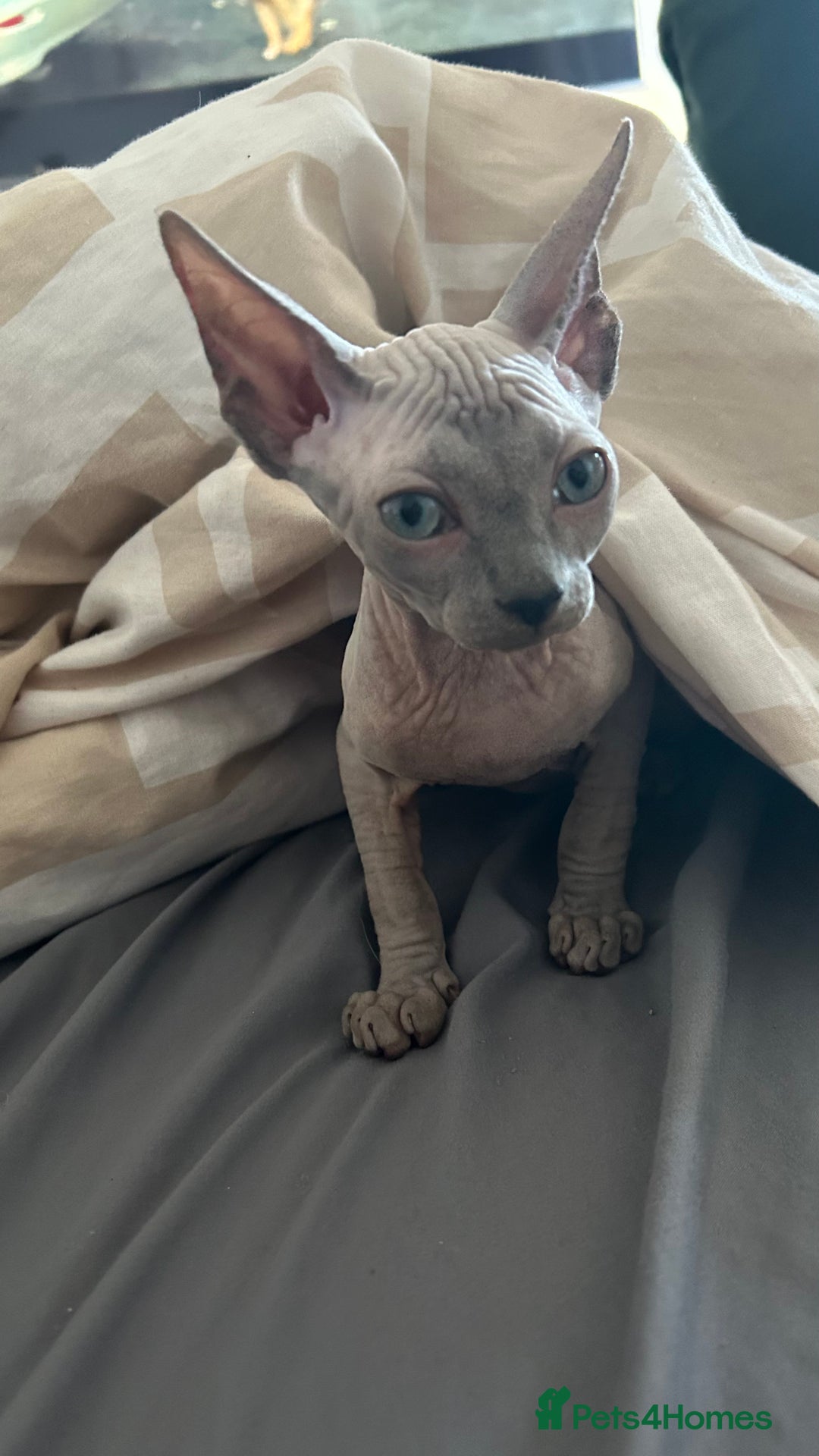 Sphynx cats for sale: Amazing boy. - Image 15