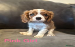 Cavalier King Charles Spaniel dogs for sale: cavalier king charles  - Image 4