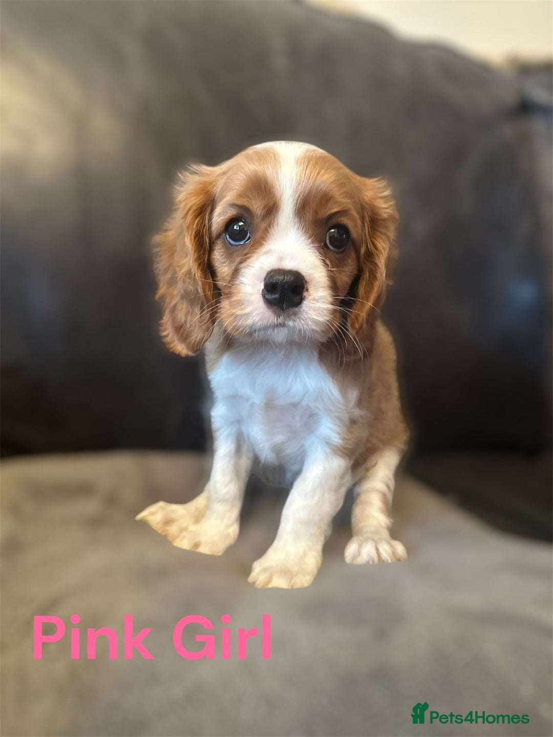 Cavalier King Charles Spaniel dogs for sale: cavalier king charles  - Image 4