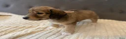 Jack Russell dogs for sale: Beautiful jack Russell puppies for sale.  - Advert 11