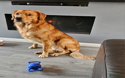 Golden Retriever dogs for sale: KC Golden retriever for sale - Advert 1