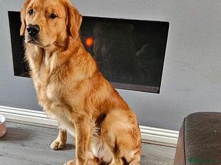 Golden Retriever dogs KC Golden retriever for sale - Advert 1