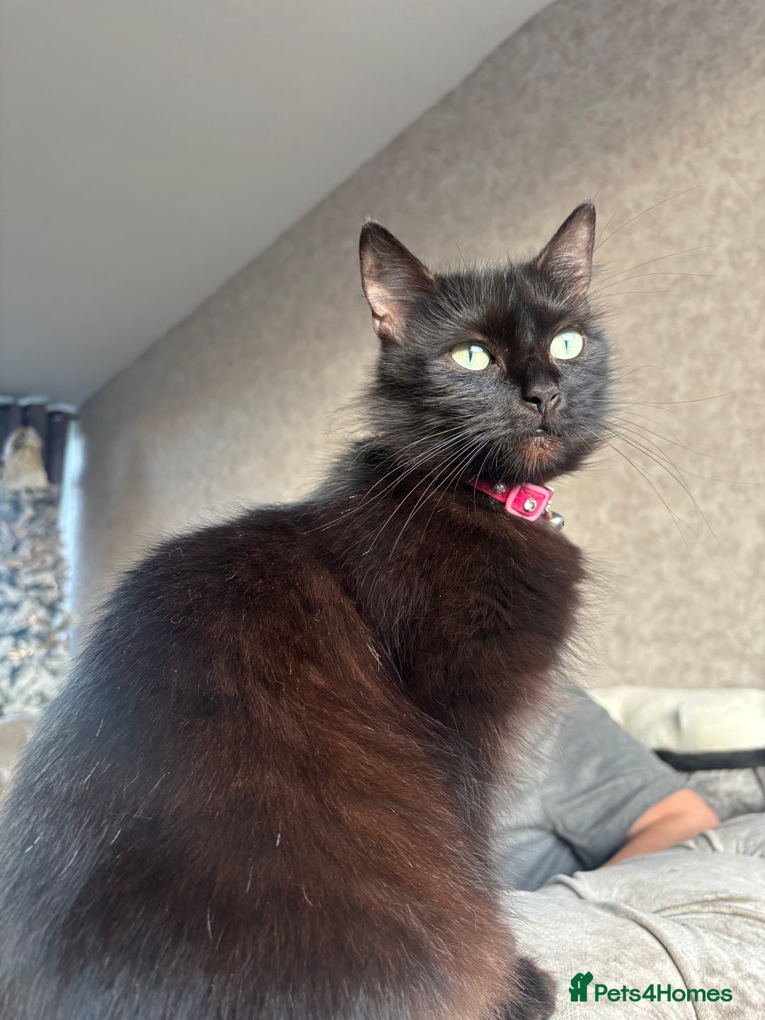 Mixed Breed cats for sale: 3 Adorable Kittens - Advert 2