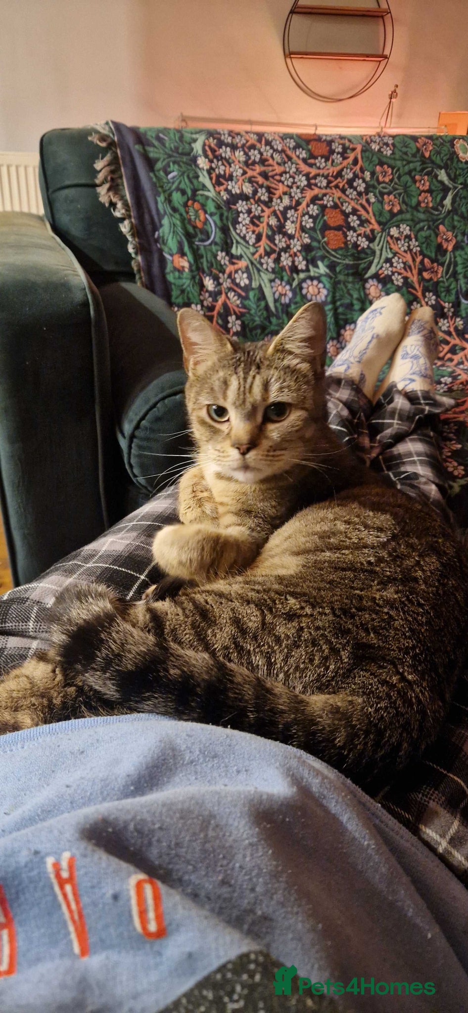 Domestic Shorthair cats Hazel (tabby, girl, 1yr, indoors ONLY) - Advert 1