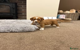 Cocker Spaniel dogs for sale: Working cocker spaniel boy - Image 14