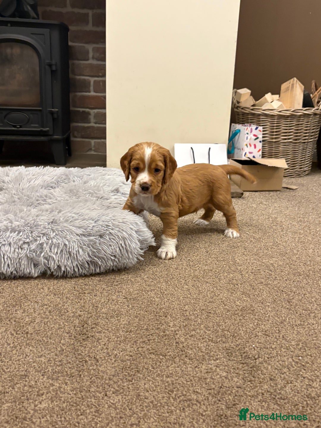 Cocker Spaniel dogs for sale: Working cocker spaniel boy - Image 14