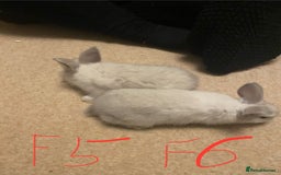 Mixed Breed rabbits for sale: Baby rabbits  - Image 10