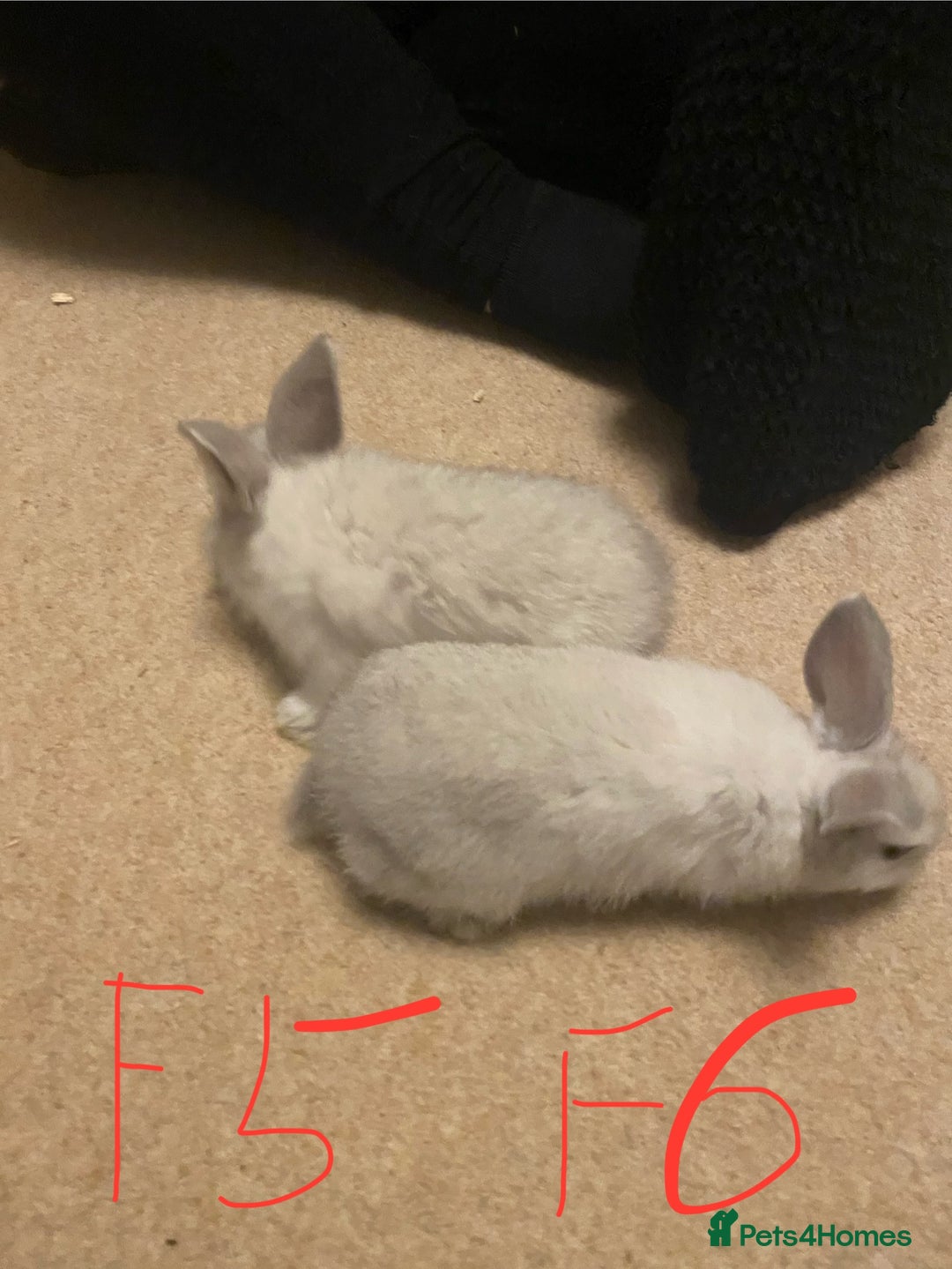 Mixed Breed rabbits for sale: Baby rabbits  - Image 10