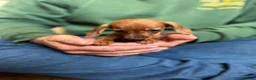 Miniature Dachshund dogs for sale: ⭐️Beautiful Kaninchen Pups READY NOW - Advert 5