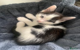 Domestic Shorthair cats for sale: Beautiful kittens ready to go 🐈‍⬛ - Image 19
