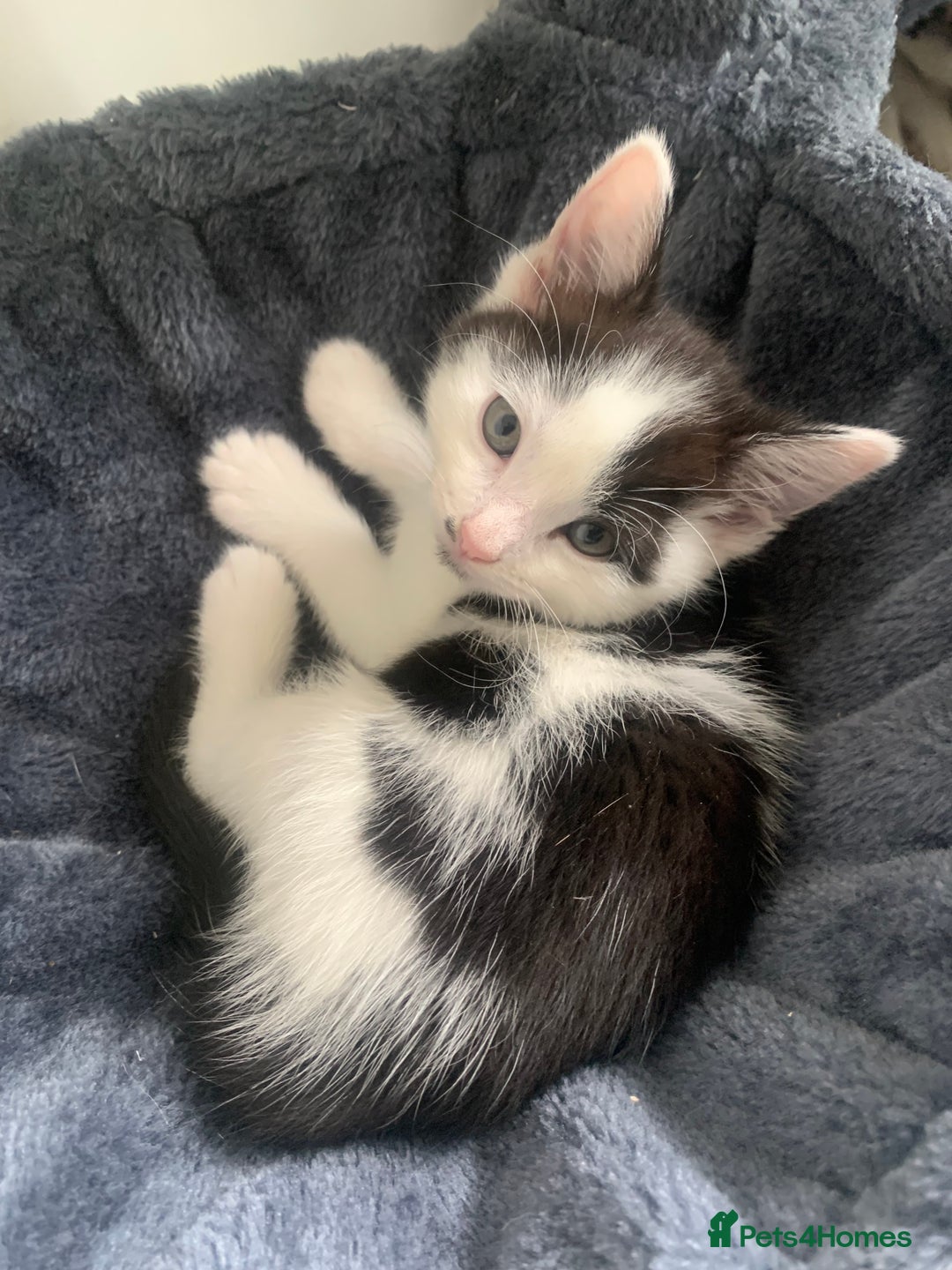 Domestic Shorthair cats for sale: Beautiful kittens ready to go 🐈‍⬛ - Image 19