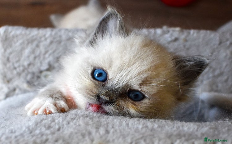 Ragdoll cats - Advert 10