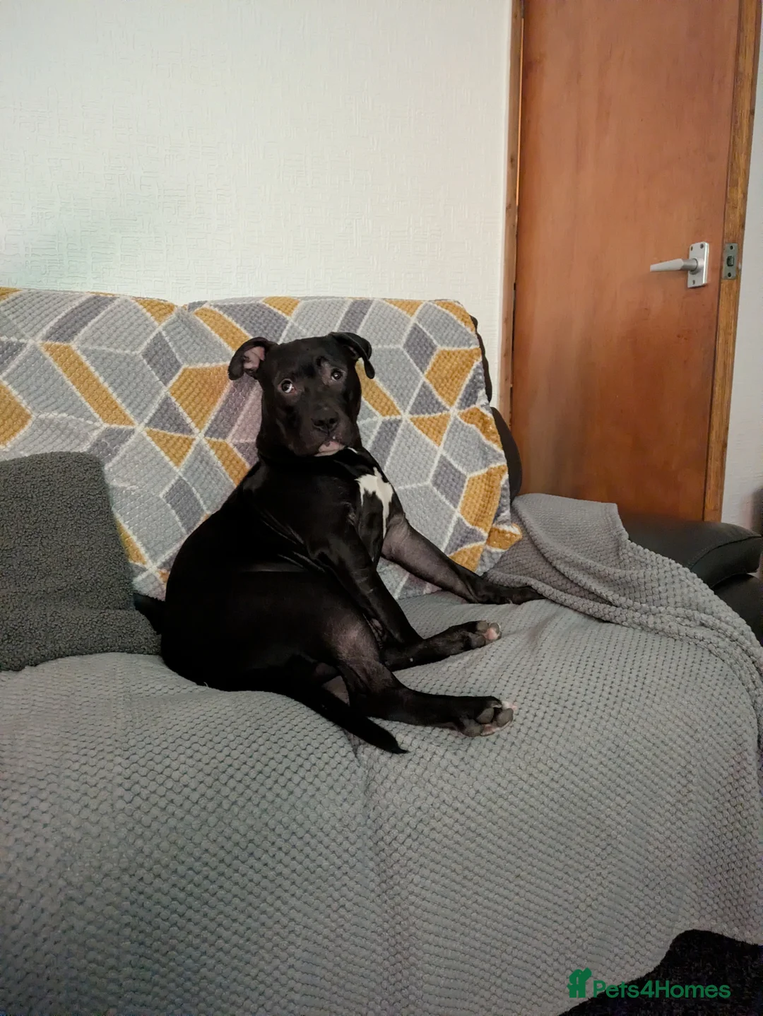 Mixed Breed dogs for sale: Male dog needs no other dogs  - Advert 3