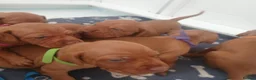 Hungarian Vizsla dogs for sale: Beautiful Hungrian Vizsla Pups for sale - Advert 5