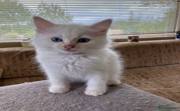 Ragdoll cats - Advert 4