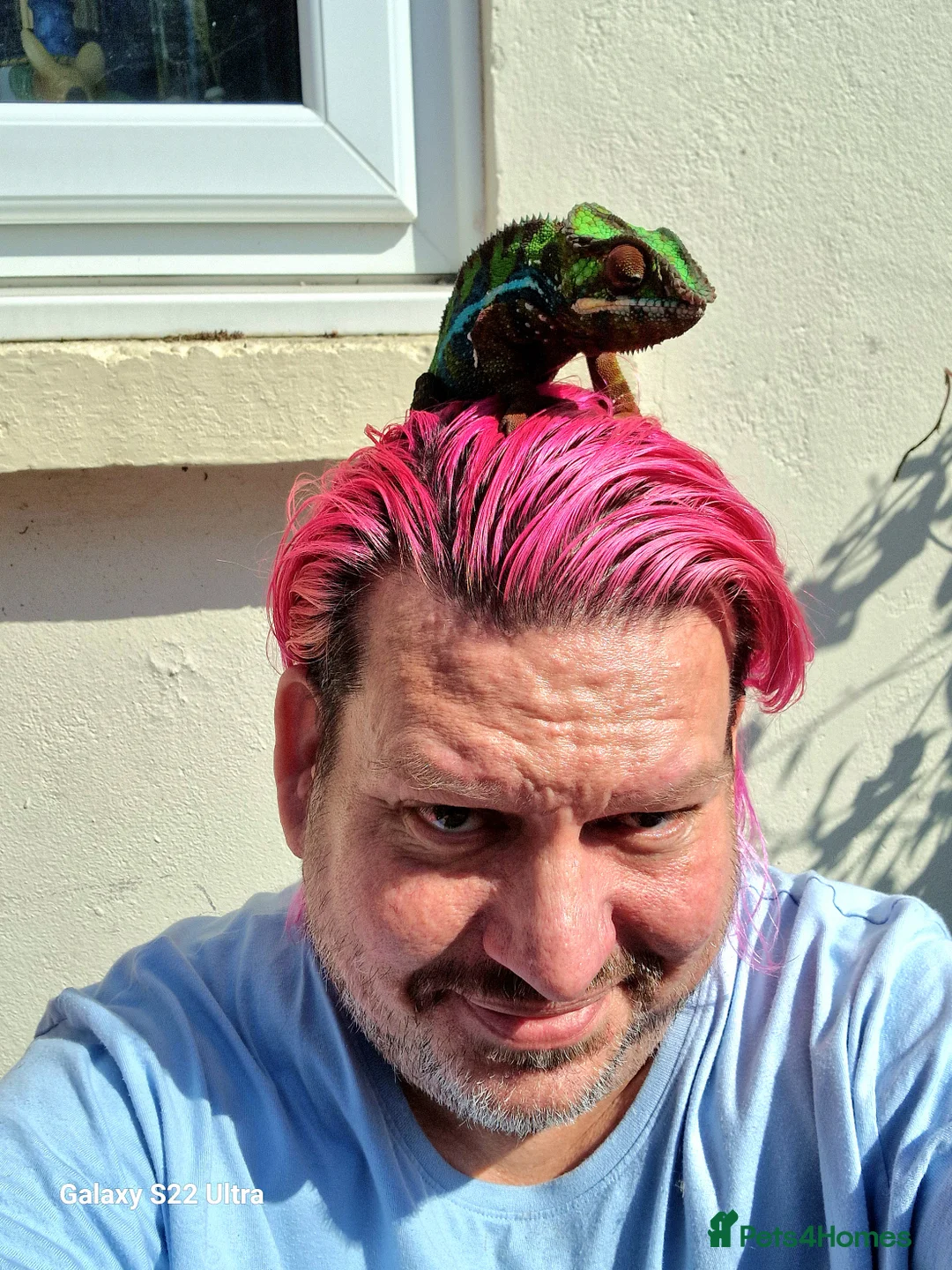 Chameleon reptiles for sale: Ambilobe Panther Chameleon Male - Advert 6