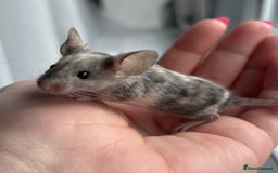 Mouse rodents for sale: 1 Male Mouse - Image 1