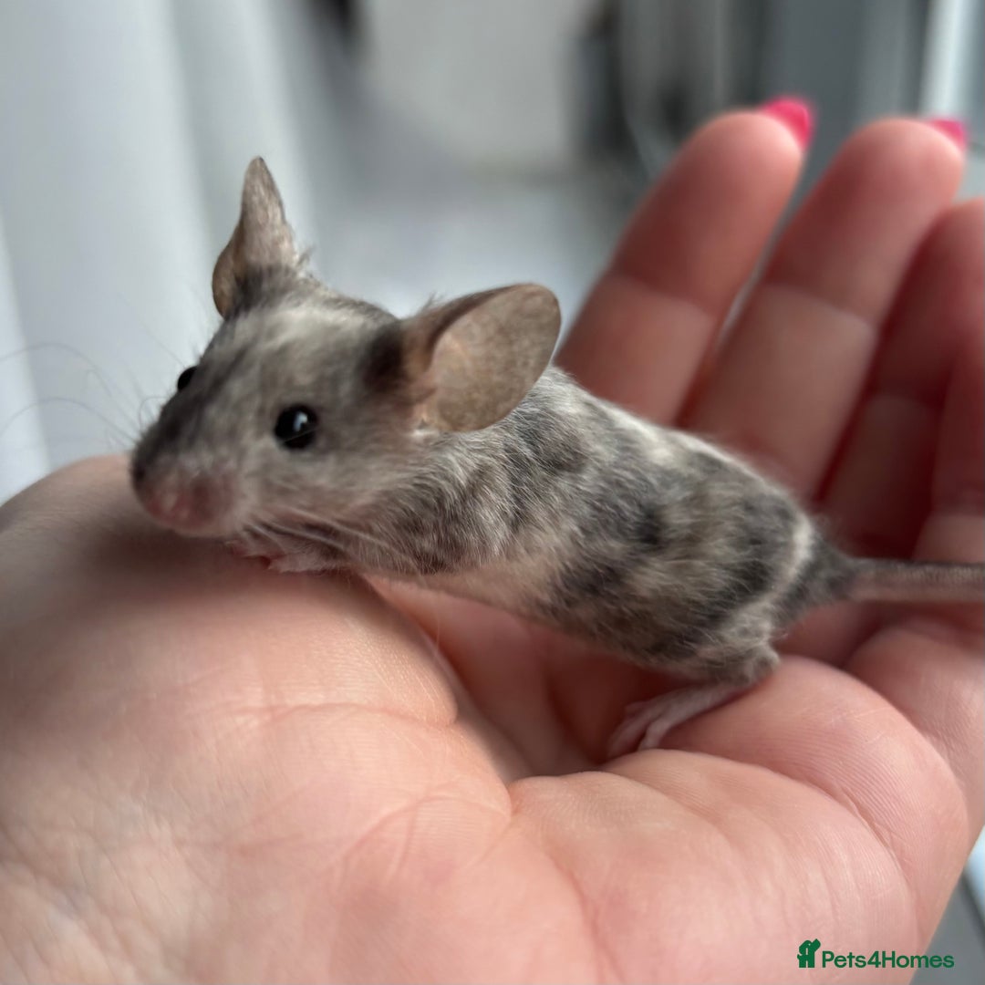 Mouse rodents for sale: 1 Male Mouse - Image 1