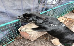 Pug dogs for sale: 4 beautiful Pug puppies for sale. - Image 13